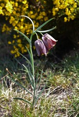 Fritillaria