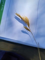 Bromus lanceolatus