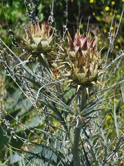 Cynara cardunculus