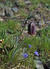 Fritillaria
