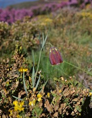 Fritillaria
