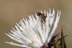 Oedemera simplex