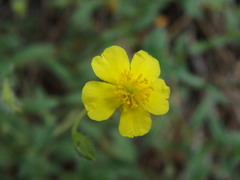 Helianthemum hirtum