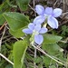 Viola canina - Photo (c) elenasuslova,  זכויות יוצרים חלקיות (CC BY-NC)