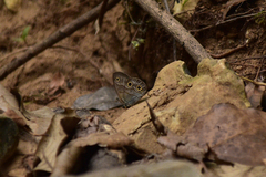 Palaeonympha opalina
