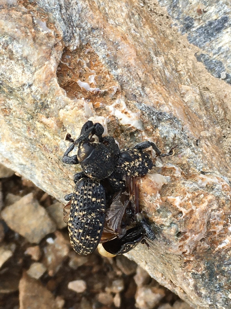 Hylobius excavatus