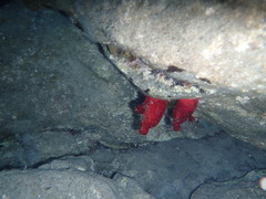 Halocynthia papillosa