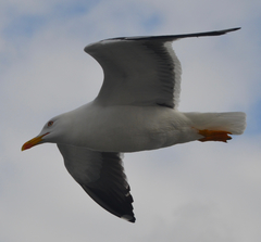 Larus