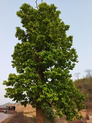 Shorea robusta