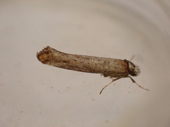 Pseudoswammerdamia combinella