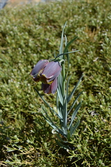 Fritillaria