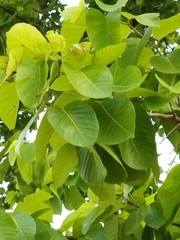 Shorea robusta