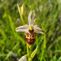 Ophrys scolopax