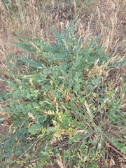 Astragalus longipetalus
