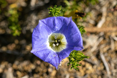 Nolana coelestis