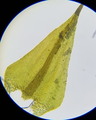 Cratoneuron filicinum