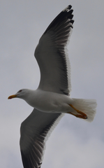 Larus