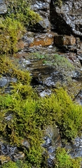 Cratoneuron filicinum