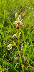 Ophrys scolopax