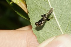 Chrysomela vigintipunctata