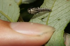 Chrysomela vigintipunctata