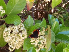 Vanessa atalanta
