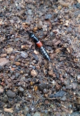 Gauropterus fulgidus