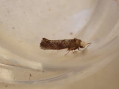 Swammerdamia pyrella