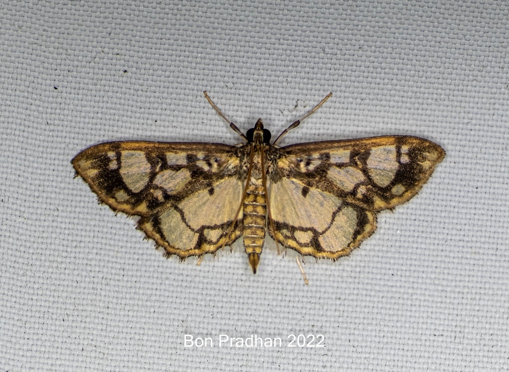 Hyaloplaga pulchralis