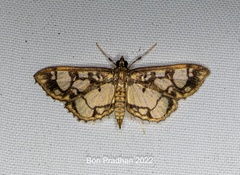 Hyaloplaga pulchralis
