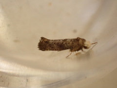 Swammerdamia pyrella