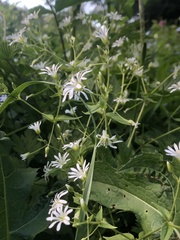 Stellaria nemorum nemorum