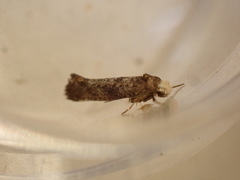 Swammerdamia pyrella