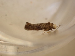 Swammerdamia pyrella