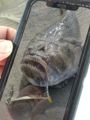 Astroscopus y-graecum