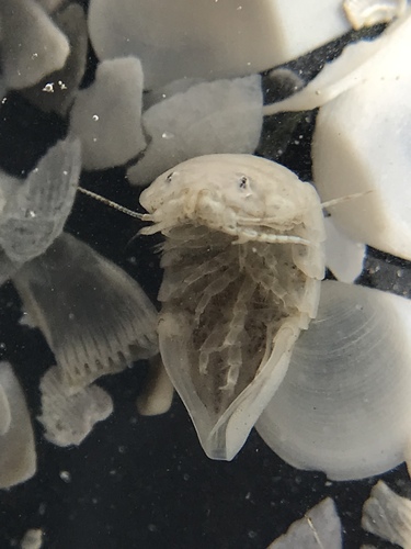 Flat Pillbug (Ancinus depressus) · iNaturalist