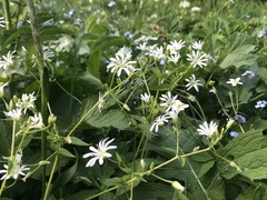Stellaria nemorum nemorum