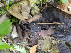 Bipalium pennsylvanicum