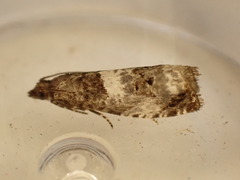 Notocelia trimaculana