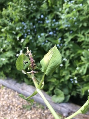 Stellaria nemorum nemorum