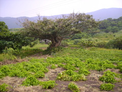 Ficus caulocarpa
