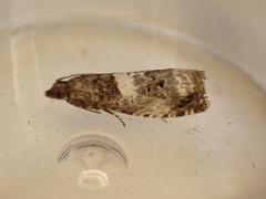 Notocelia trimaculana