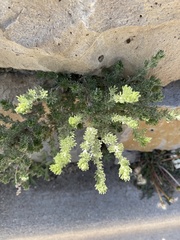 Artemisia frigida