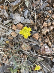 Cineraria lyratiformis