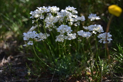 Teesdalia conferta