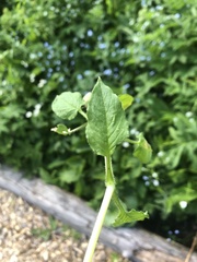 Stellaria nemorum nemorum