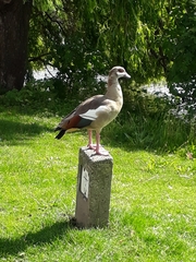 Alopochen aegyptiaca