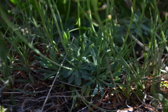 Teesdalia conferta