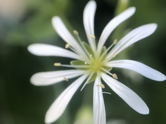 Stellaria nemorum nemorum