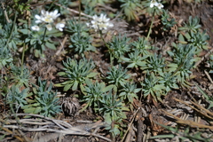 Teesdalia conferta